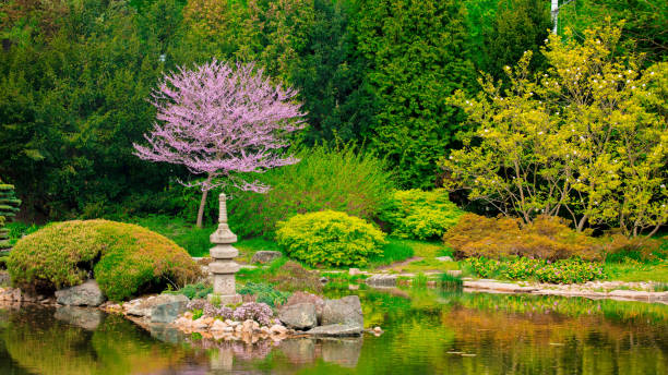 istock Beautiful japanese garden and pond 953909188