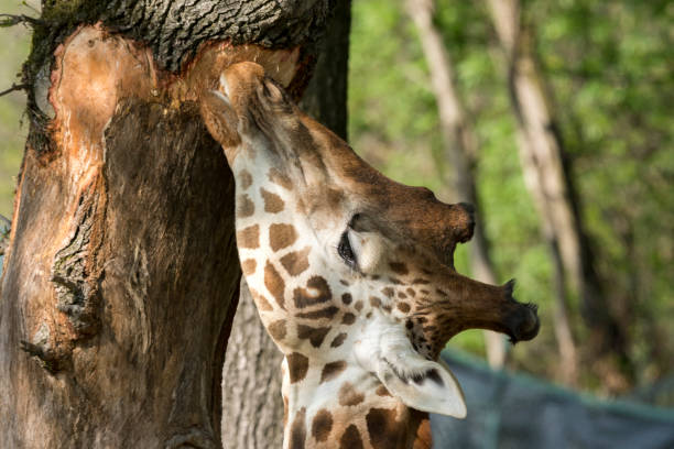 istock closeup of a giraffe 953909236