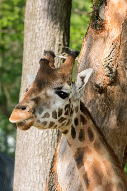 istock closeup of a giraffe 953909300