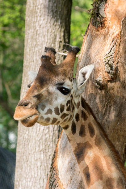 istock closeup of a giraffe 953909342