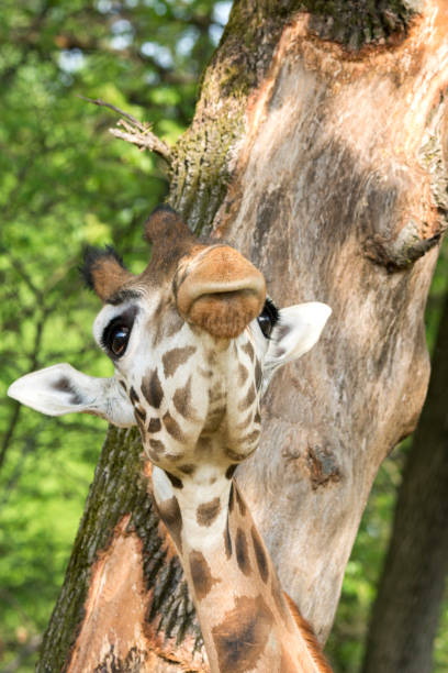 istock closeup of a giraffe 953909406