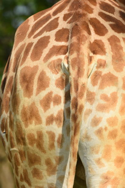 istock closeup of a giraffe 953909442