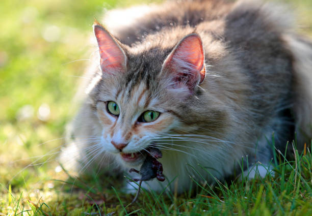 istock Norwegian forest cat female eating mouse 953909590