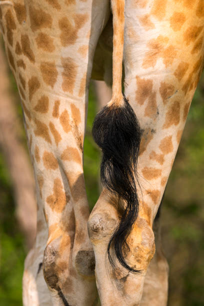 istock closeup of a giraffe 953909606
