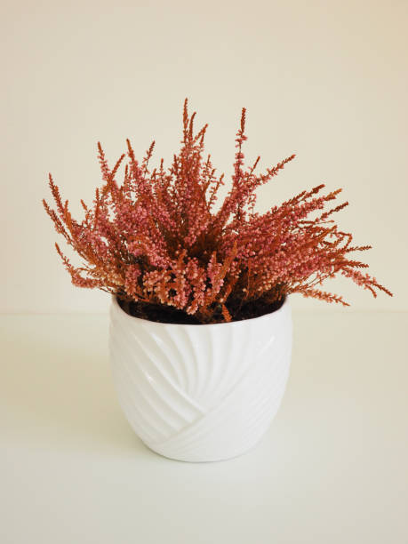 istock Succulent fat plant with ceramic pot 953911430