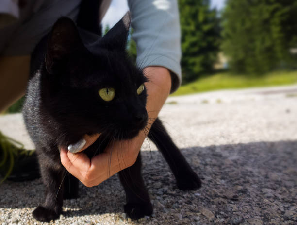 Black cat with yellow eyes.