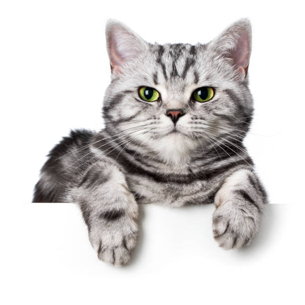 istock Pretty cat (british shorthair) over a white banner 953911930