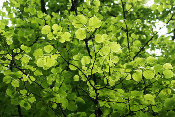 Linden tree foliage in sunlight stock photo