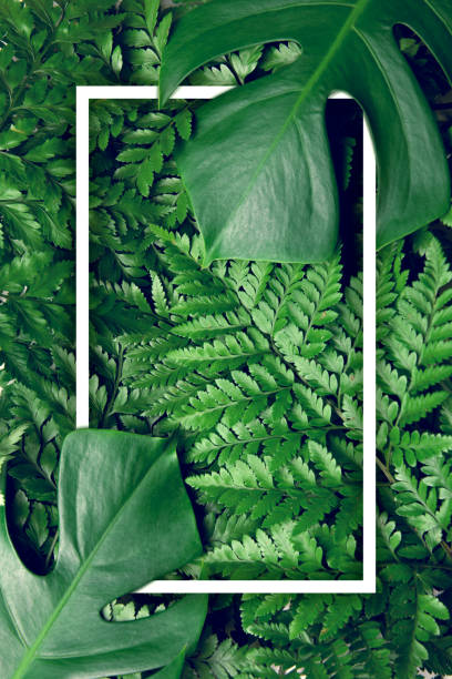 istock Green leaves nature background with frame design with summer and spring concept, Top view. 953914976