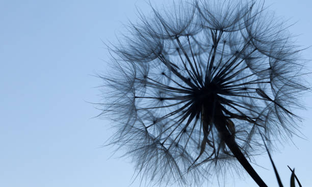istock Dandelion silhouette fluffy flower on blue sunset sky 953918898