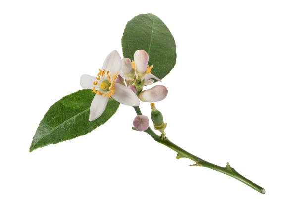 Freshly cut lemon branch with clipping path stock photo