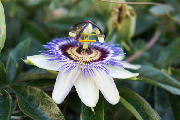 istock Passiflora white and blue flower 953919586