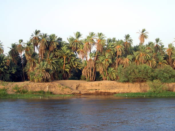 Upper Egypt. Palm plantation on the Nile bank at sunset. Egypt, nearby Aswan. September 2001. Tipical Palm plantation on the Nile bank at sunset. 2001 stock pictures, royalty-free photos & images