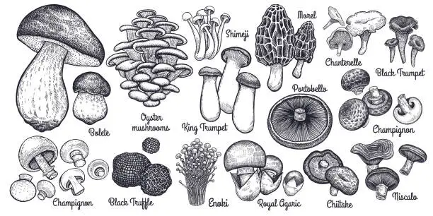Vector illustration of Edible mushrooms big set.