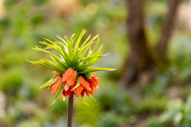 A orange crown imperial lily with a forest-like bokeh