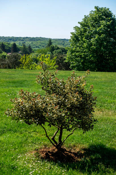 istock Decorative thorny plant in garden at springtime 953932594