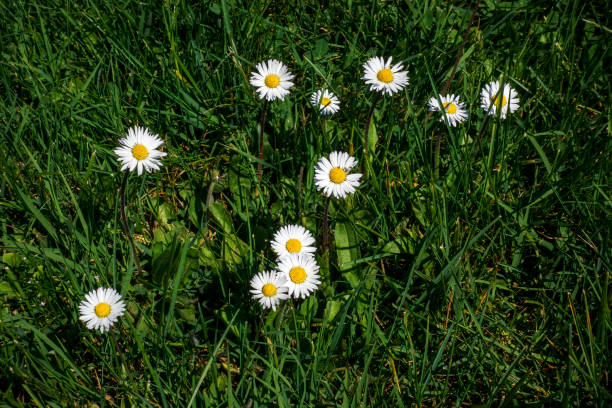 istock Close-up of daisies on green grass at springtime 953932600