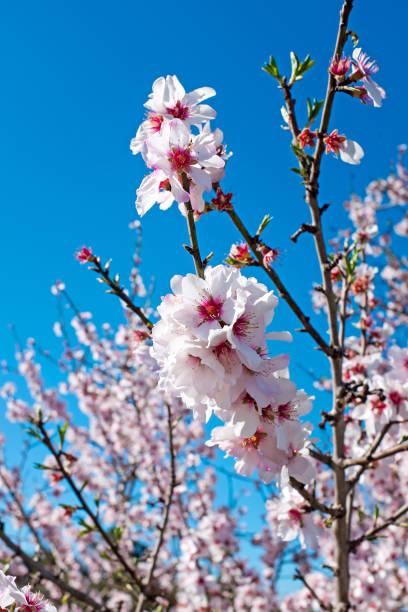 istock Blossoming almond tree in springtime in Portugal 953932734