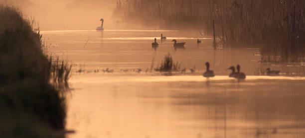 istock Waterfowls in misty river at dawn. 953932832