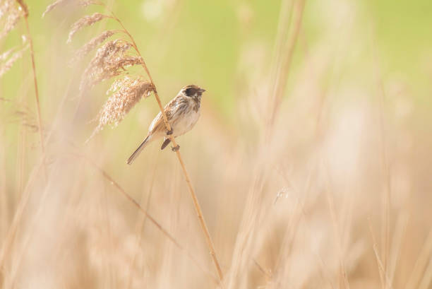 istock Male common reed bunting (Emberiza schoeniclus) sitting on reed stem. 953932976