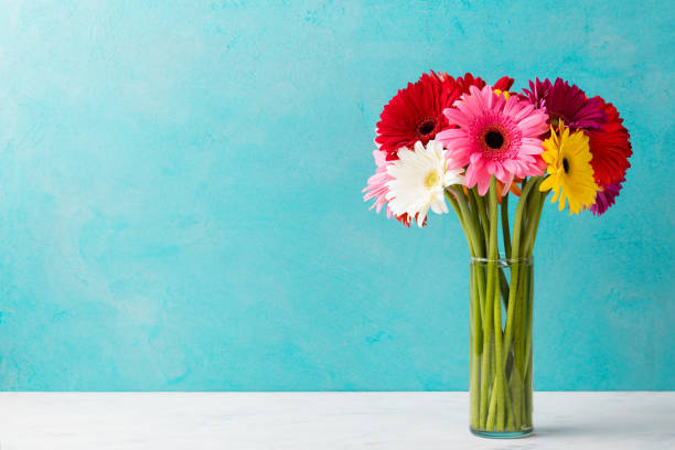 Colorful bunch of gerbera flowers in a glass vase. Blue background. Copy space. Colorful bunch of gerbera flowers in a glass vase. Blue background. Copy space gerbera daisy stock pictures, royalty-free photos & images