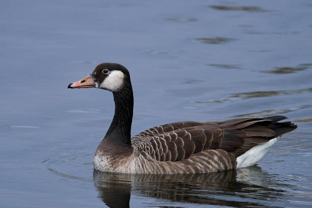 istock Canada Goose and Greylag Goose hybrid 953942450