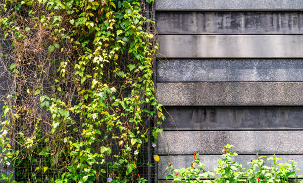 istock Stone concrete wall surround by plant for background 953942650