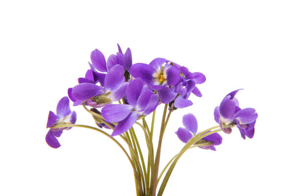 istock flowers of a forest violet isolated 953942828