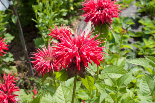 istock flowers of a medicinal plant Monarda 953945740
