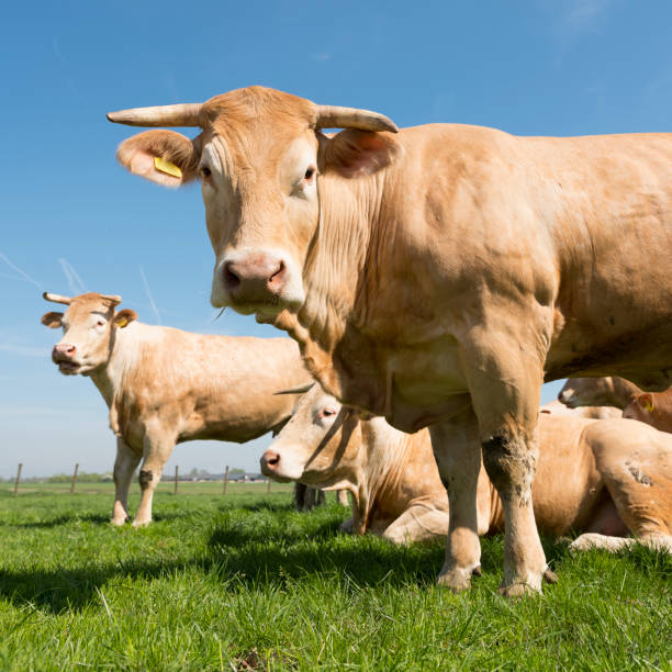 istock blonde d'aquitaine cows in green grassy meadow under blue sky 953946840