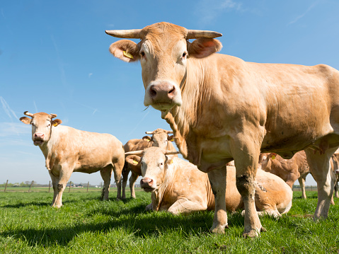 beige blonde d'aquitaine cows in green grassy meadow under blue sky looking