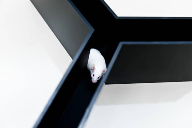 Experimental mice at Y-maze for study cognitive ability and behavior pattern stock photo