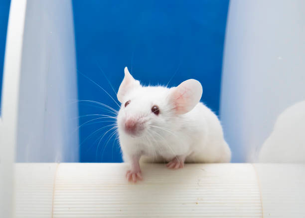 istock Experimental mice are placed on ther rotating rod to drug test 953948334