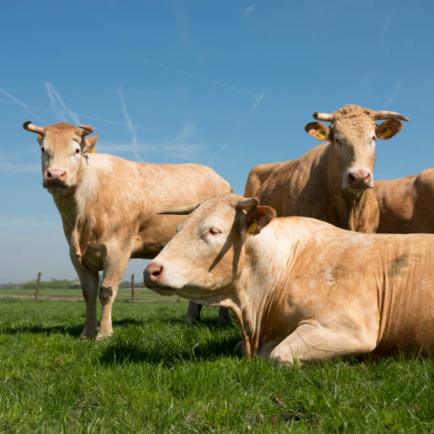 istock blonde d'aquitaine cows in green grassy meadow under blue sky 953948446