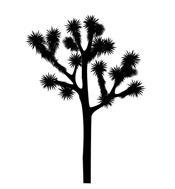 вектор дерева джошуа изолирован на белом фоне - joshua stock illustrations