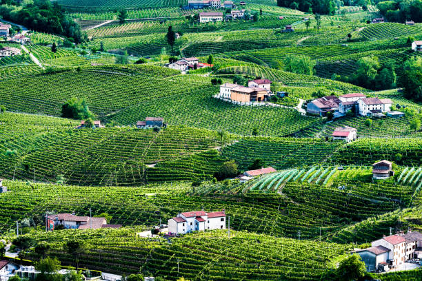istock Prosecco hills in spring - panorama young vineyards 953951362