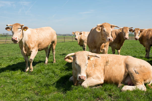istock blonde d'aquitaine cows in green grassy meadow under blue sky 953951806