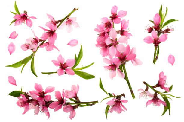 istock Cherry blossom, sakura flowers isolated on white background. Top view. Flat lay pattern 953956462