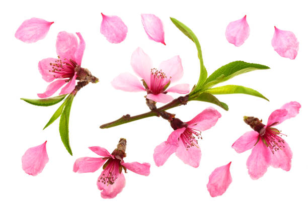 istock Cherry blossom, sakura flowers isolated on white background. Top view. Flat lay pattern 953956846