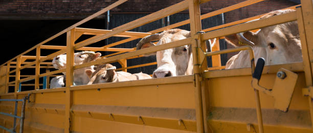 blonde d'aquitaine cows ready for transport in cart - livestock market imagens e fotografias de stock