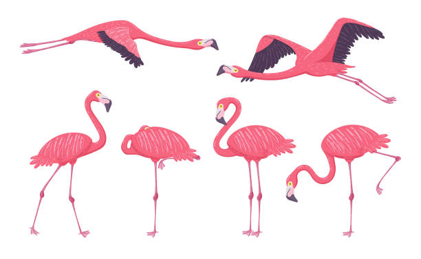 stockillustraties, clipart, cartoons en iconen met roze flamingo collectie - snavel