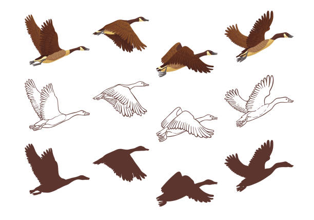 ilustrações de stock, clip art, desenhos animados e ícones de flight poses of a goose - bird hunter