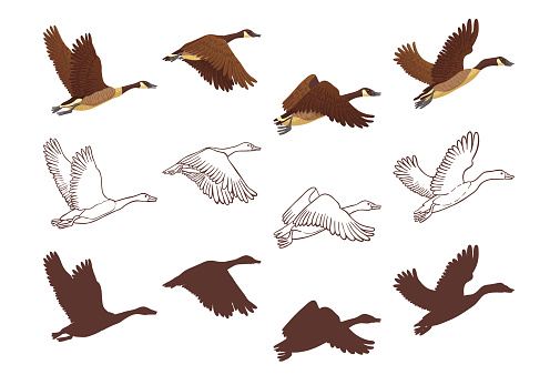 Goose flying process in different poses. Isolated illustration on white background. Three different versions: colorful illustration, hand drawn sketch and silhouette. Vector illustration.