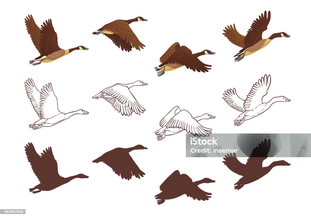 Flight poses of a goose Goose flying process in different poses. Isolated illustration on white background. Three different versions: colorful illustration, hand drawn sketch and silhouette. Vector illustration. Goose - Bird stock vector