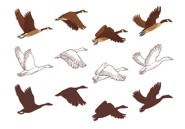 Flight poses of a goose Goose flying process in different poses. Isolated illustration on white background. Three different versions: colorful illustration, hand drawn sketch and silhouette. Vector illustration. goose bird stock illustrations