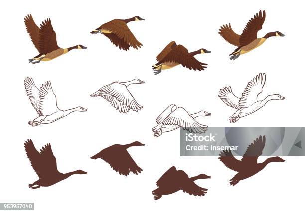 Flight Poses Of A Goose Stock Illustration - Download Image Now - Goose - Bird, Flying, Duck - Bird