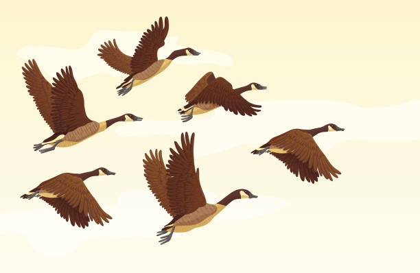 Migratory birds background Flock of migrating geese flying. Migratory birds concept. Vector illustration. drake male duck illustrations stock illustrations