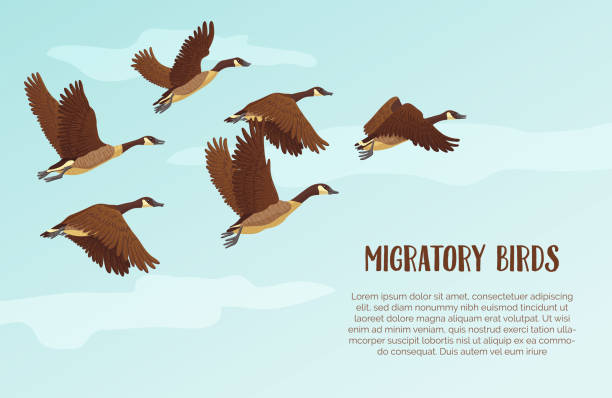 ilustraciones, imágenes clip art, dibujos animados e iconos de stock de fondo de aves migratorias con texto - migración animal