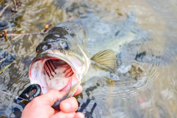 istock largemouth bass in water 953961900