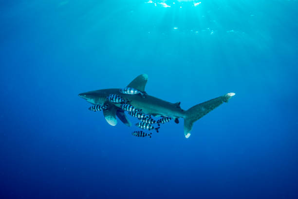 Oceanic whitetip shark in Red Sea